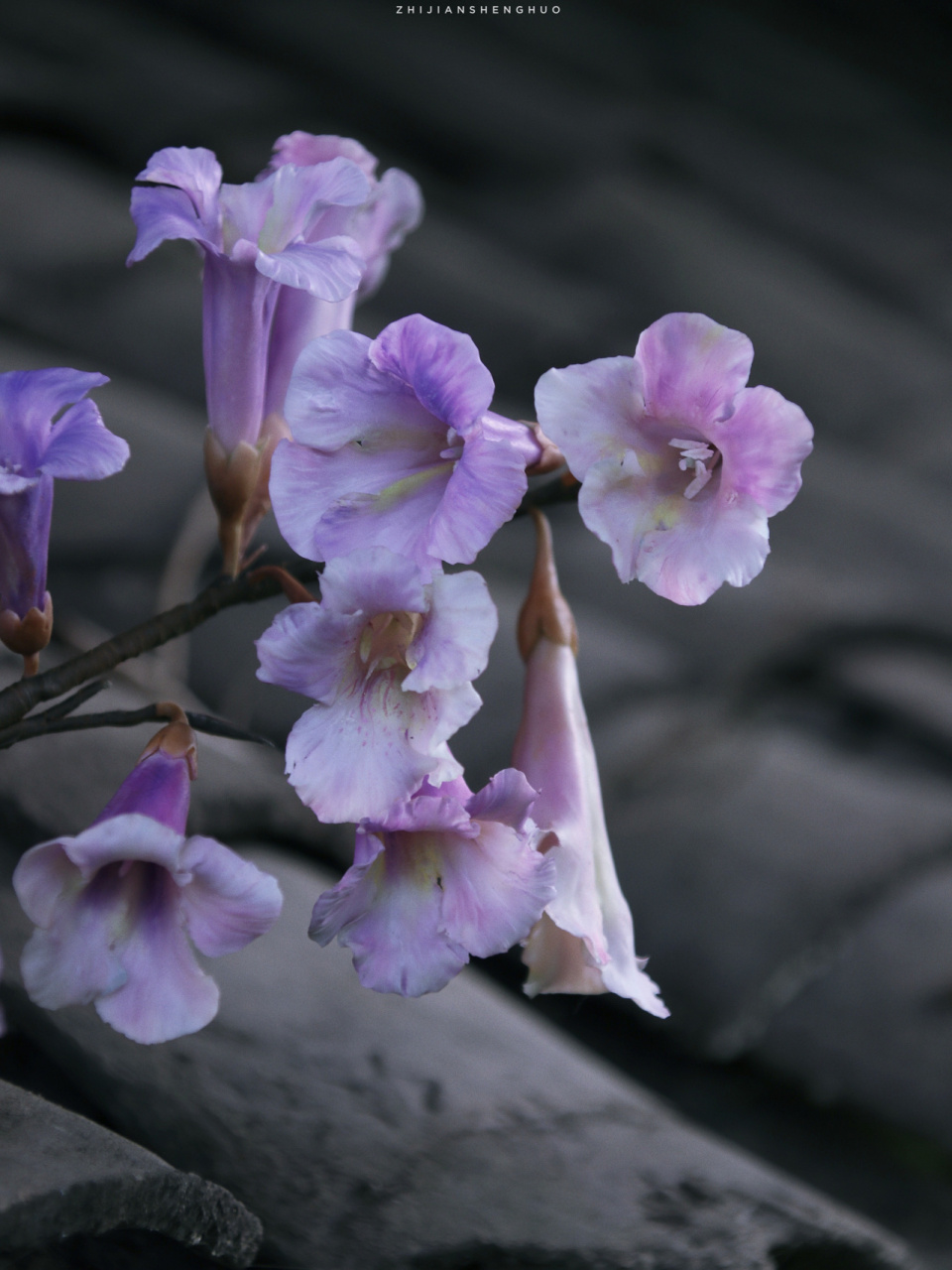 梧桐花已接近尾声 四月中旬,梧桐花已接近尾声, 抓住这个尾巴做了一只