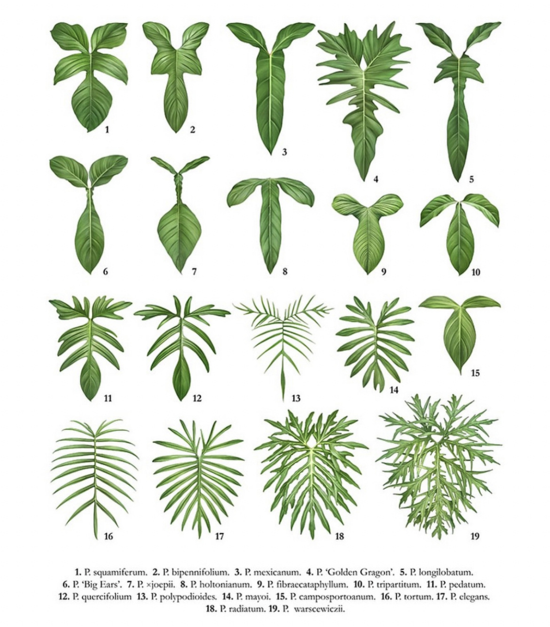 热带植物图片及名称图片