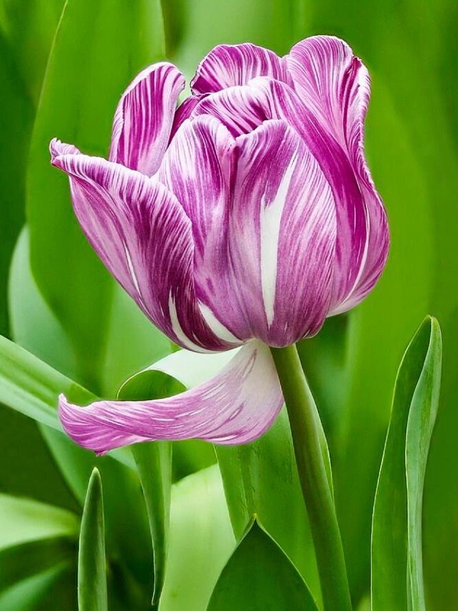 木植百科#郁金香# 7915我是谁?