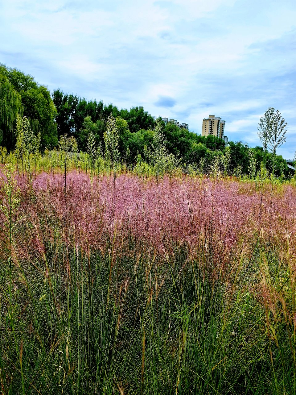 秋游瀛洲桥湿地公园,探寻洛浦美景93 秋风轻拂,漫步洛浦公园, 仿佛