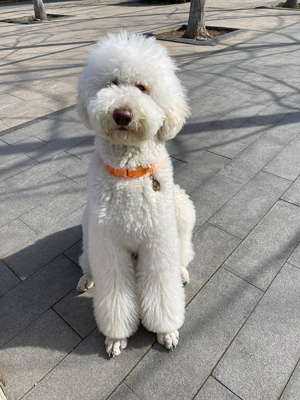 养了巨贵一年知道的事: 1,是正式犬种,分巨型贵宾犬,标准型贵宾犬