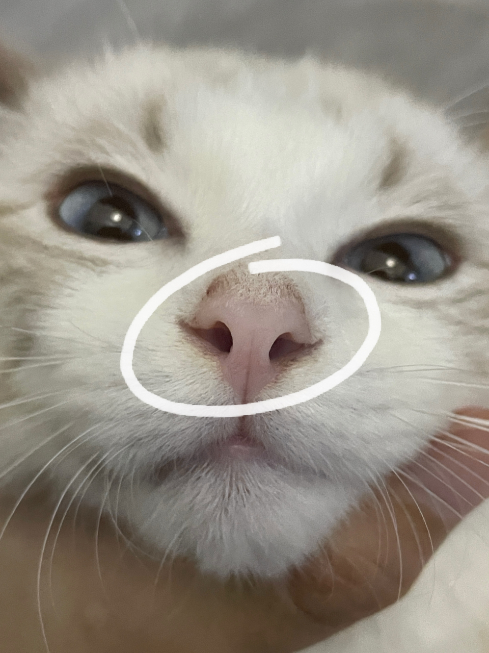 71猫鼻子和猫爪子颜色不粉嫩苍白没血色,是贫血的表现,就像人贫血