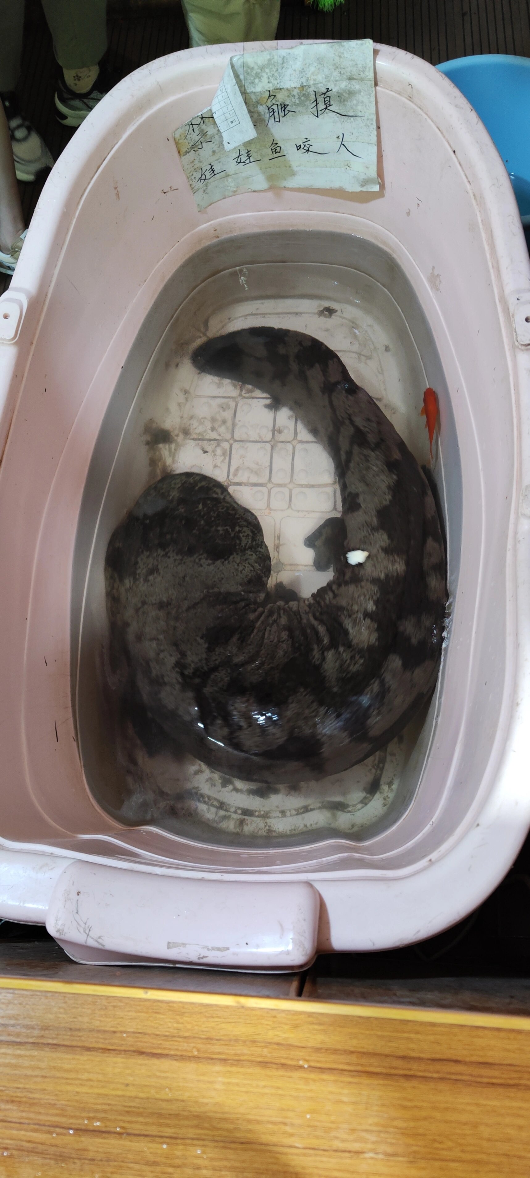 张家界景区惊现巨大娃娃鱼