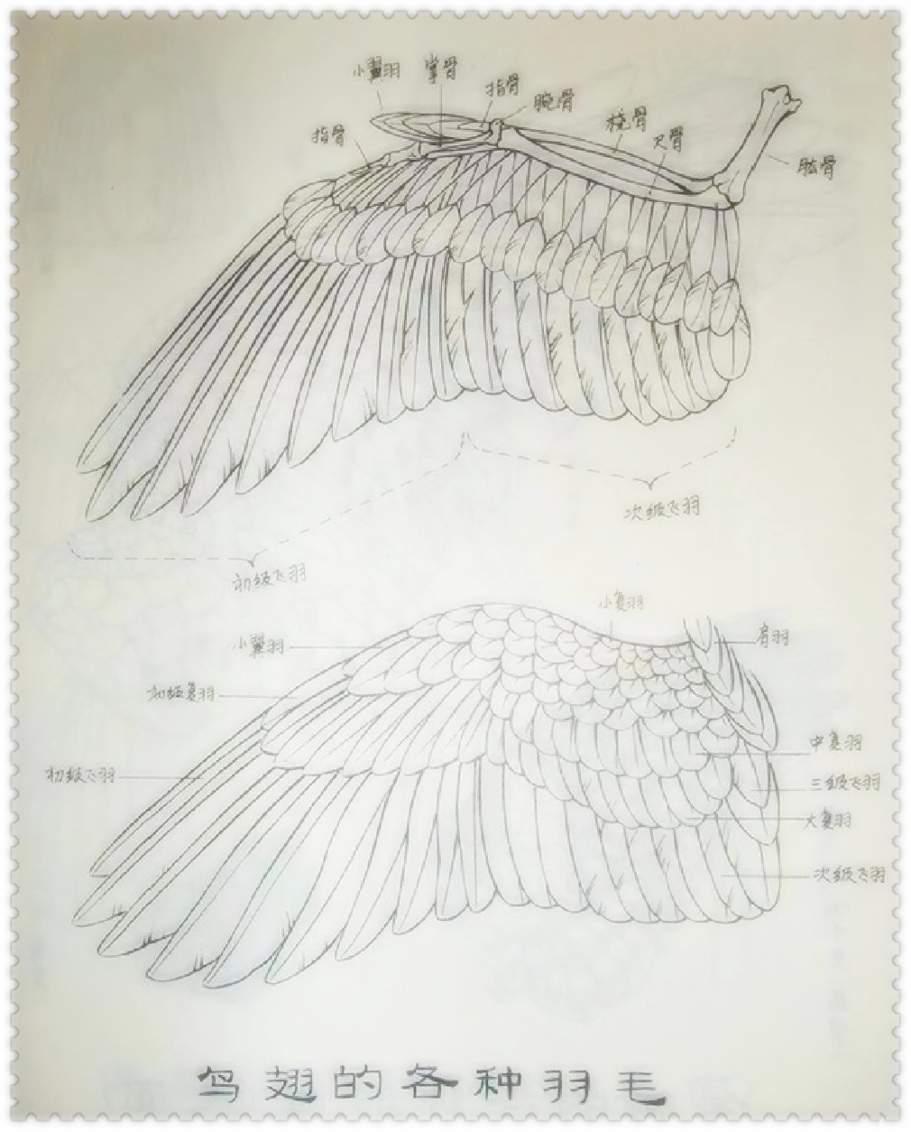 翅膀结构鸟翅鸟的翅膀怎么画鸟翅膀怎么画翅膀结构鸟翅膀结构鸟的翅膀