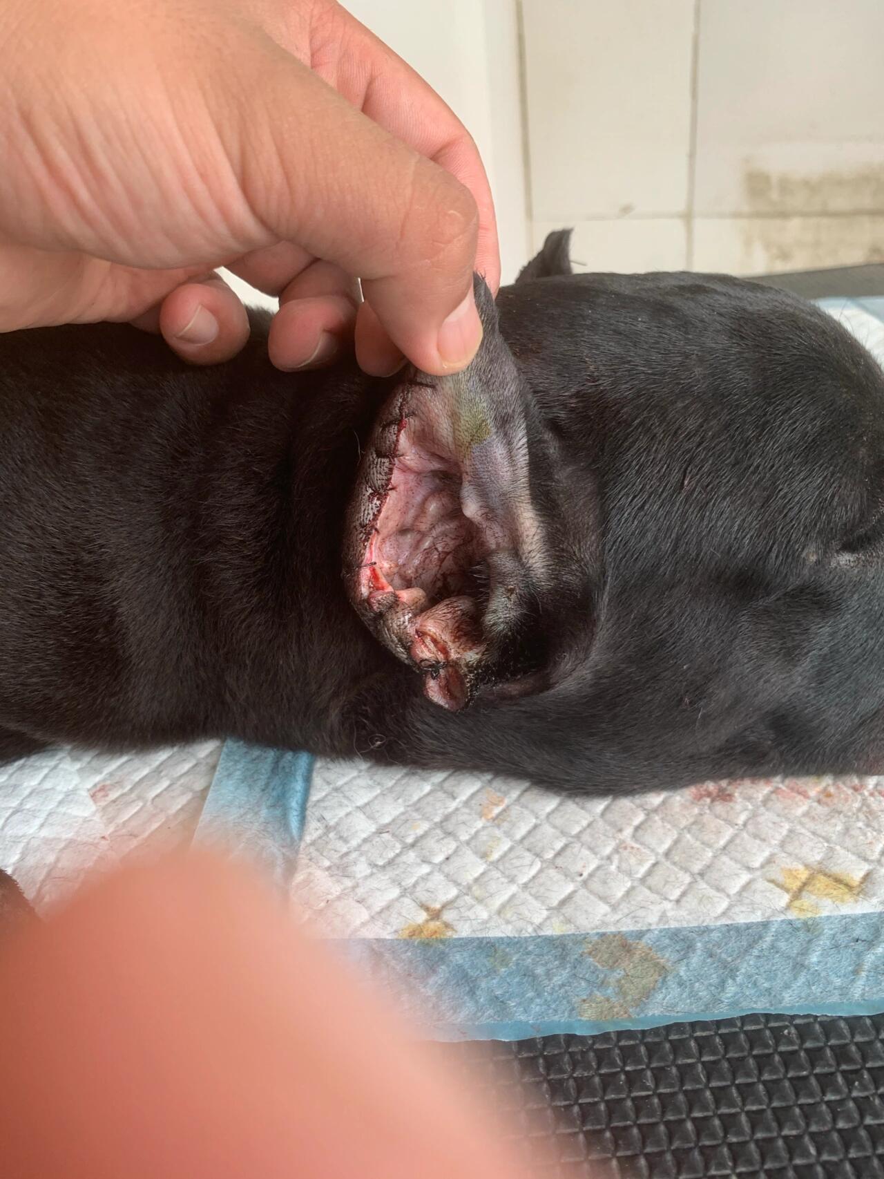 卡斯罗 中亚 猛犬.裁耳