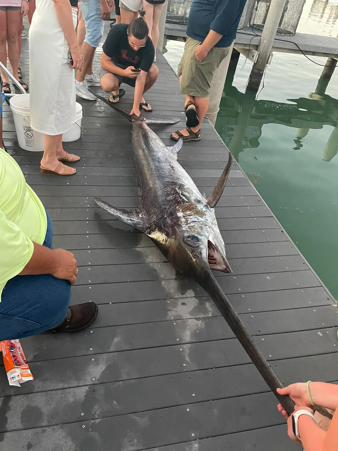 第一次看到这么大的剑鱼