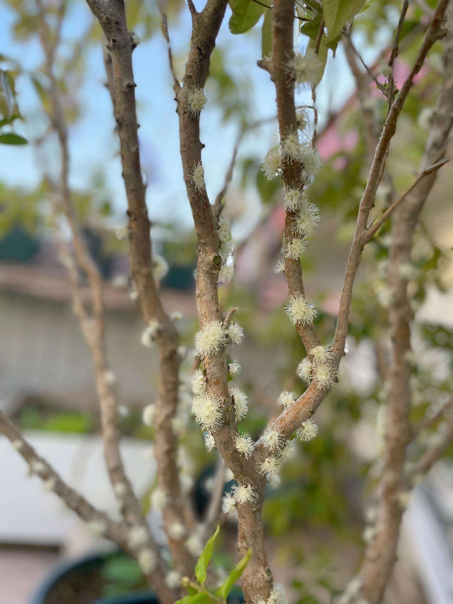 嘉宝果树全开花了