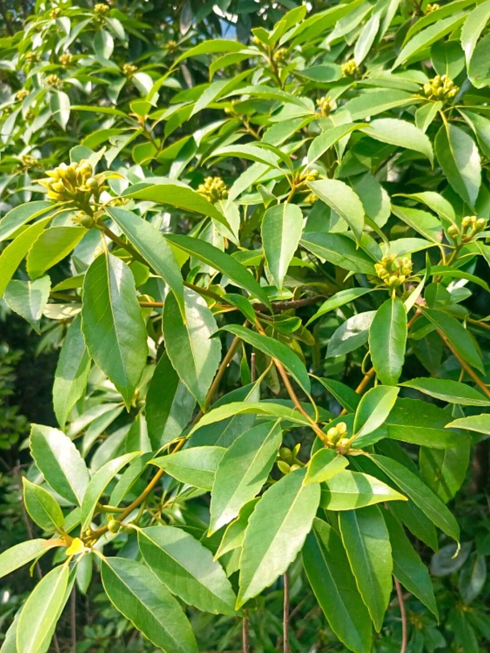 植物小科普～木荷 别名:荷木,木艾树,何树 科:山茶科 特征:常绿大乔木