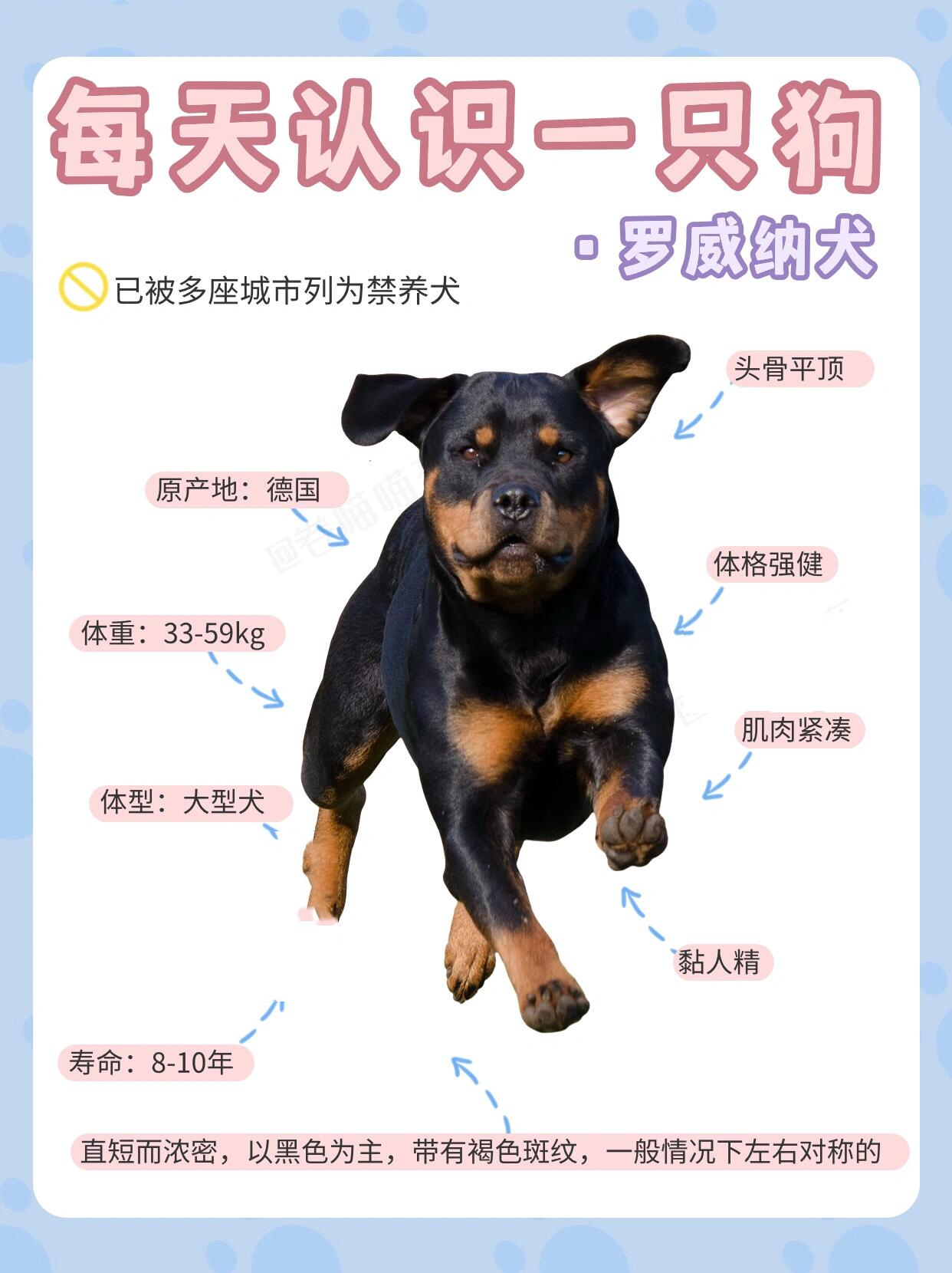 之前四川"罗威纳"事件 使得全国养狗人都紧张兮兮 在不负责任的养宠人