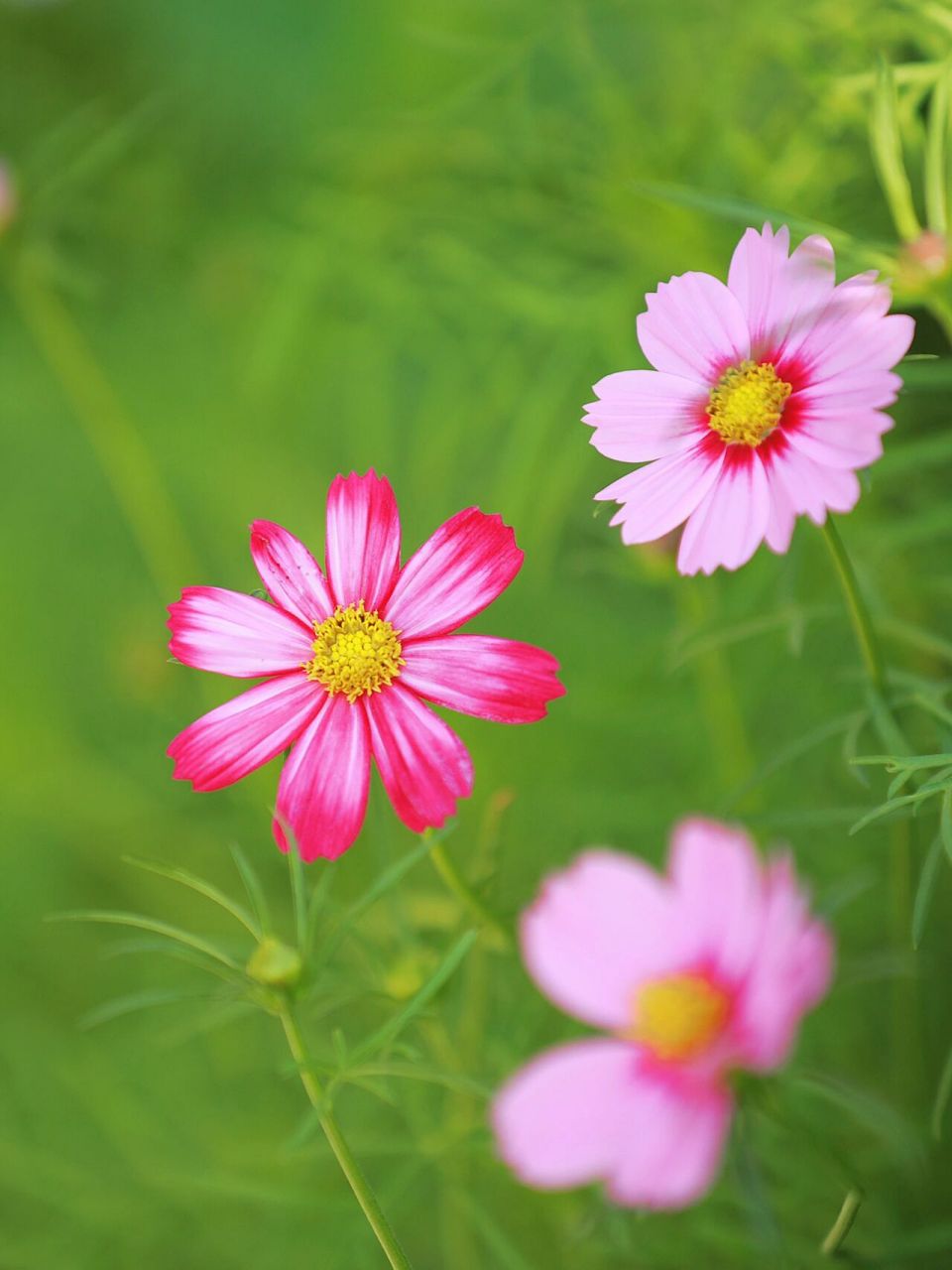 波斯菊|祝每个小伙伴像花儿一样绚丽多彩