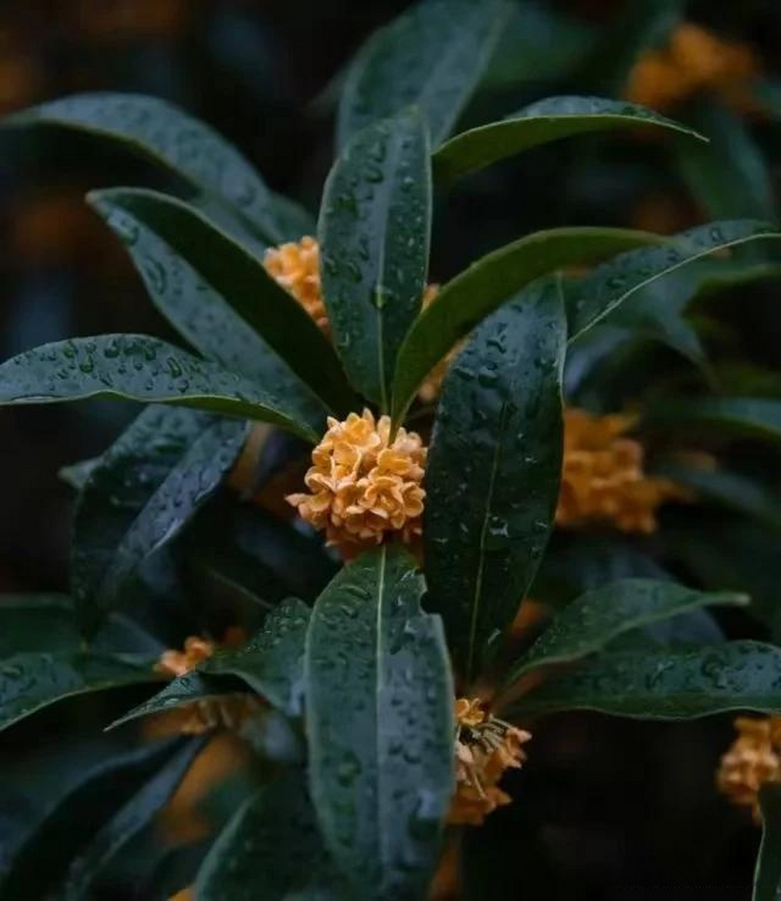 一场秋雨,一场寒,芬香桂花满地霜.人生如梦,似初醒,似初醒!