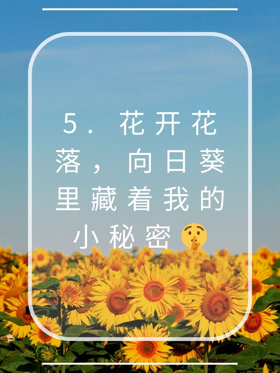 向日葵花语经典短句 1 向日葵:阳光是我的信仰,微笑是我的力量 2