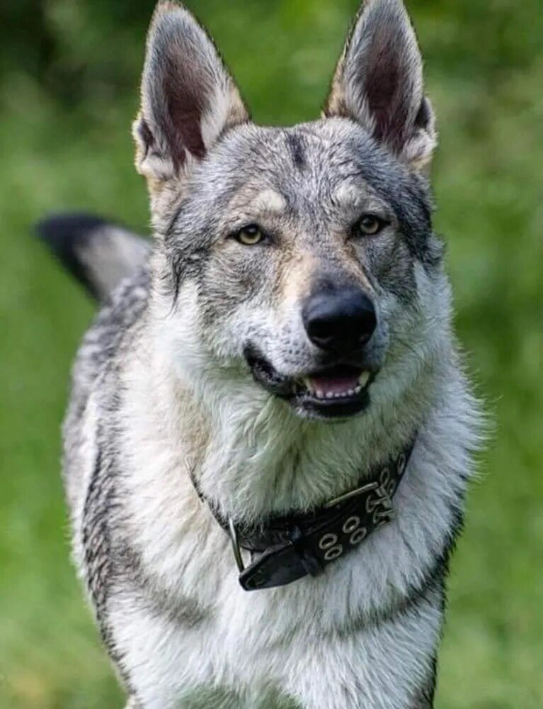 捷克斯洛伐克狼犬(犬种标准