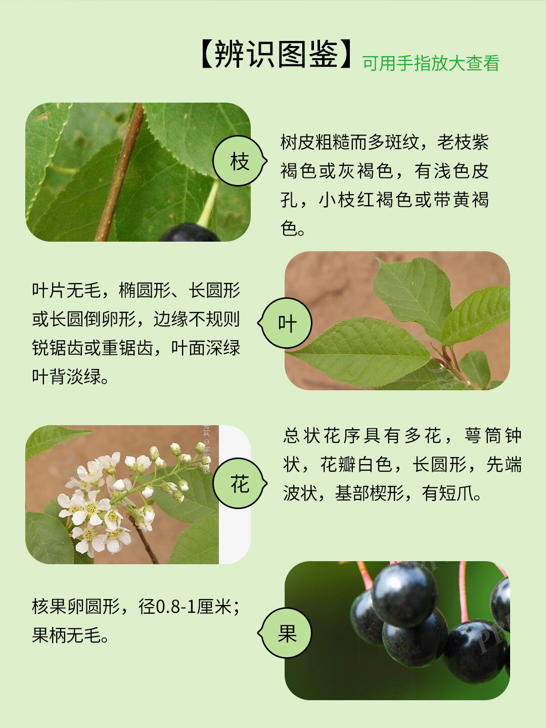 野果040 | 臭李子,大兴安岭的记忆