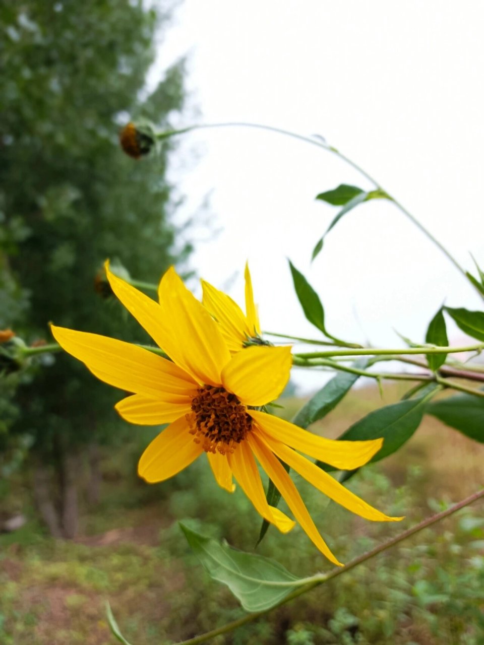 野鬼子姜花 一种地下根茎十分有价值的杂草—鬼子姜.