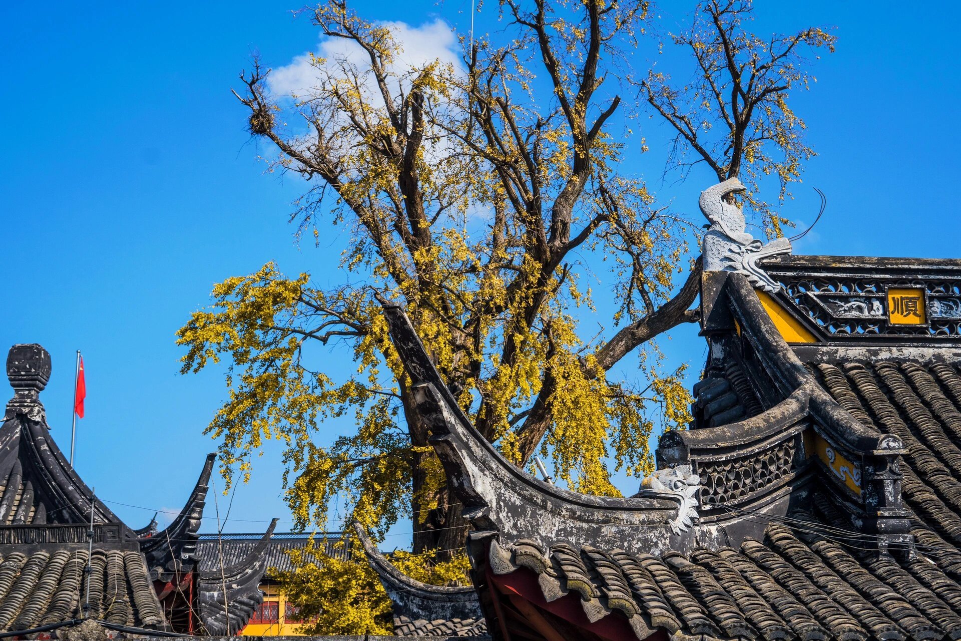 千年银杏百年庙——青浦报国寺  千年银杏百年庙——这里便是位于青浦