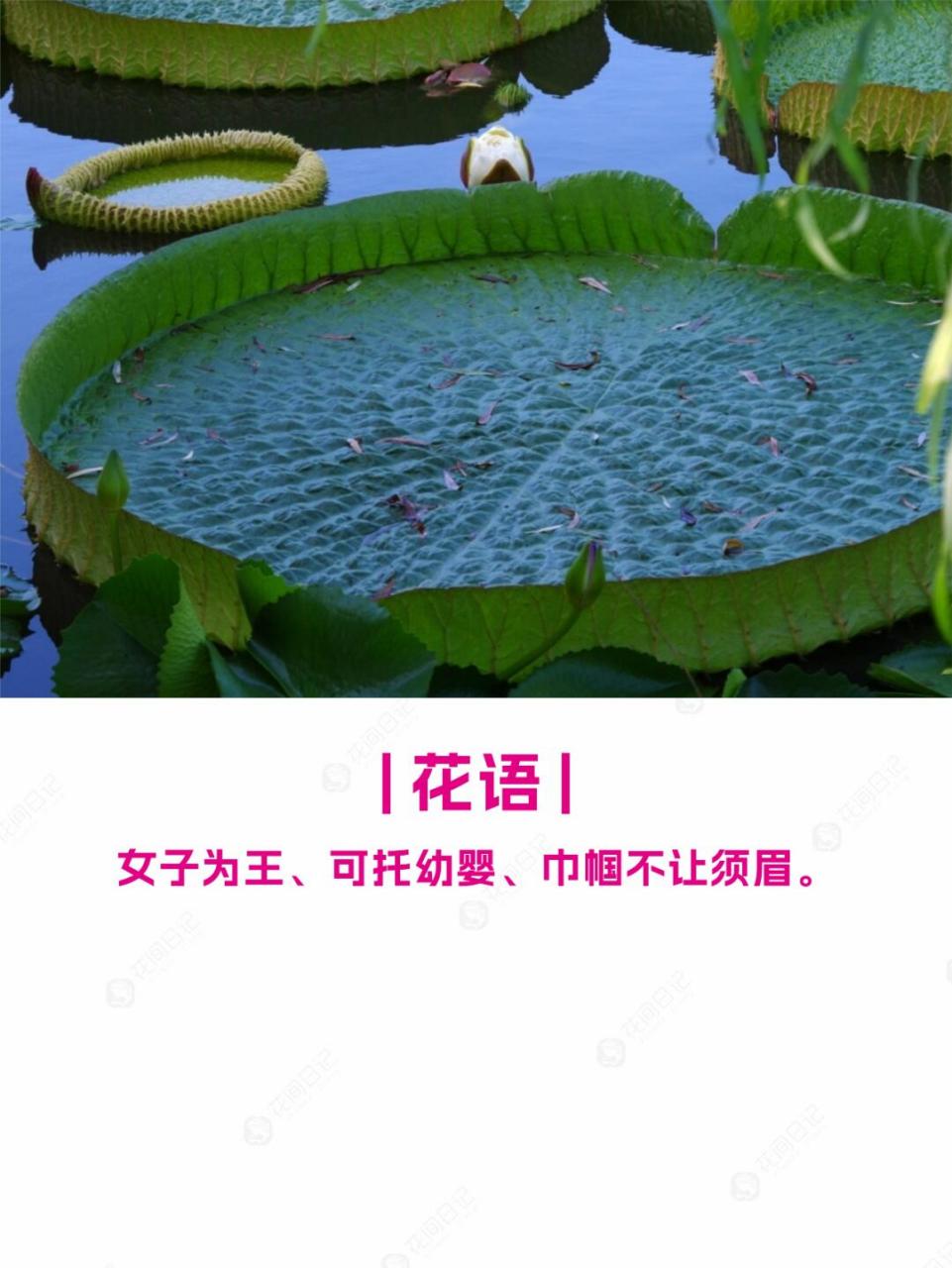 简介 9196 王莲是一种多年生或一年生的大型浮叶草本植物,属于