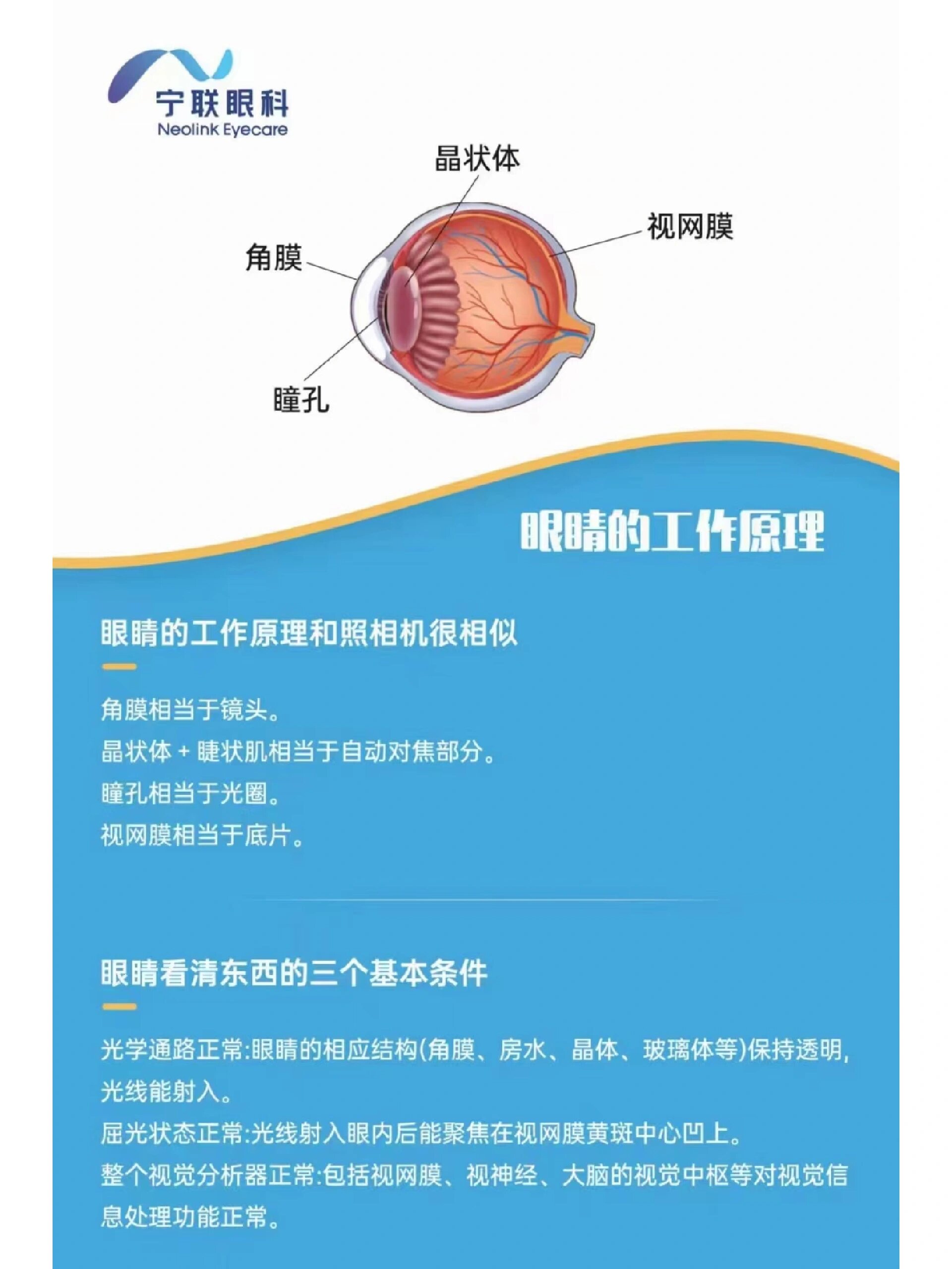 平时眼睛的结构保持透明保证光线摄入后聚焦在视网膜黄斑中心的凹点