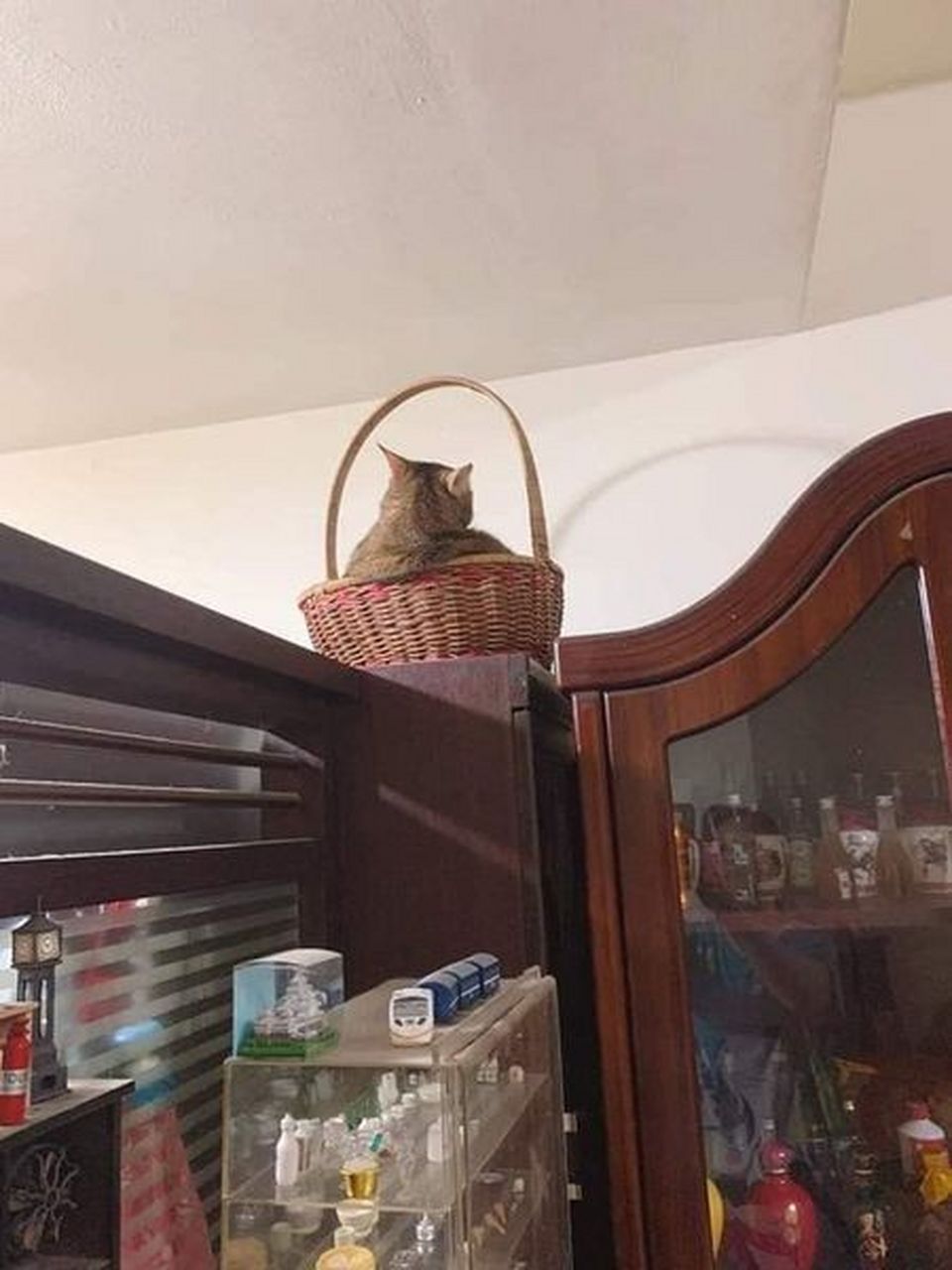 一篮猫,好满!