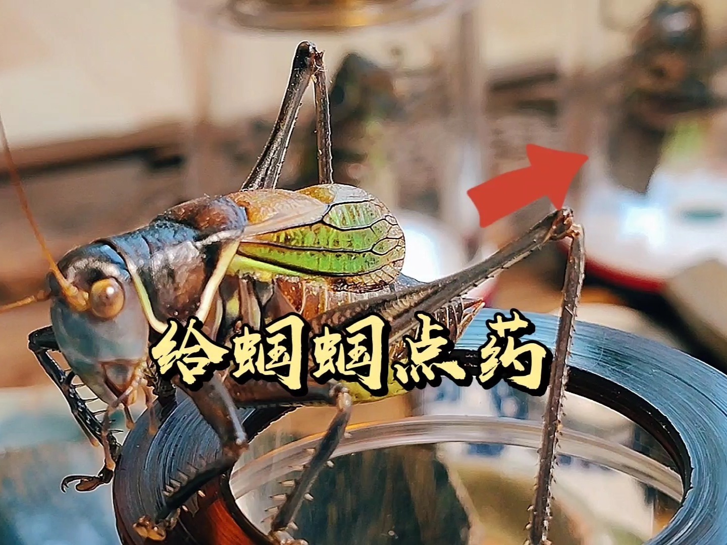 蝈蝈点药让它鸣叫更好听 鸣虫文化 鸣虫蝈蝈