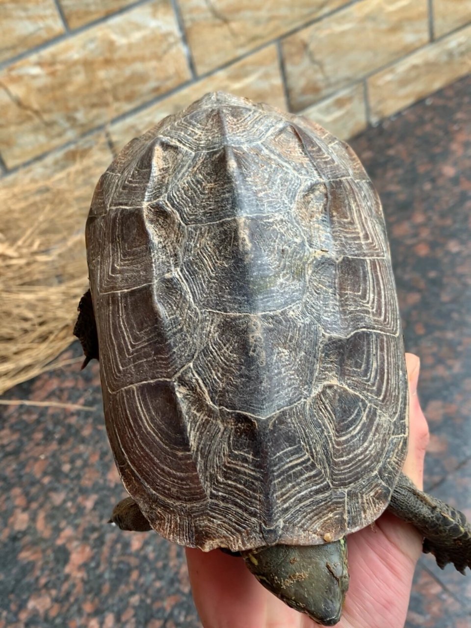 江西大头草龟 江西大头草 比例不错 唯一不足多了一横甲片