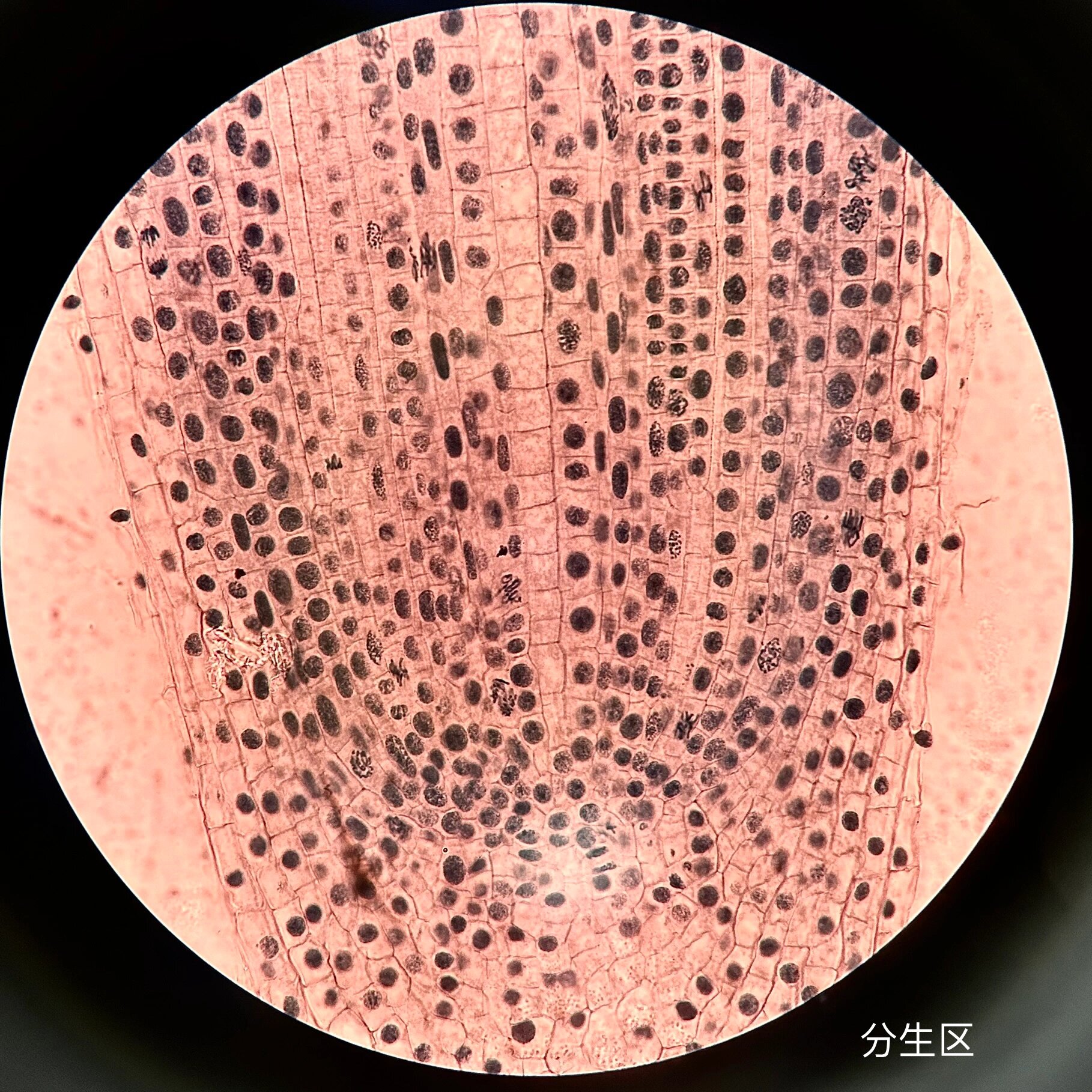 洋葱根尖观察 细胞有丝分裂 这学期植物生物学实验进度2/8 	 想拿图做