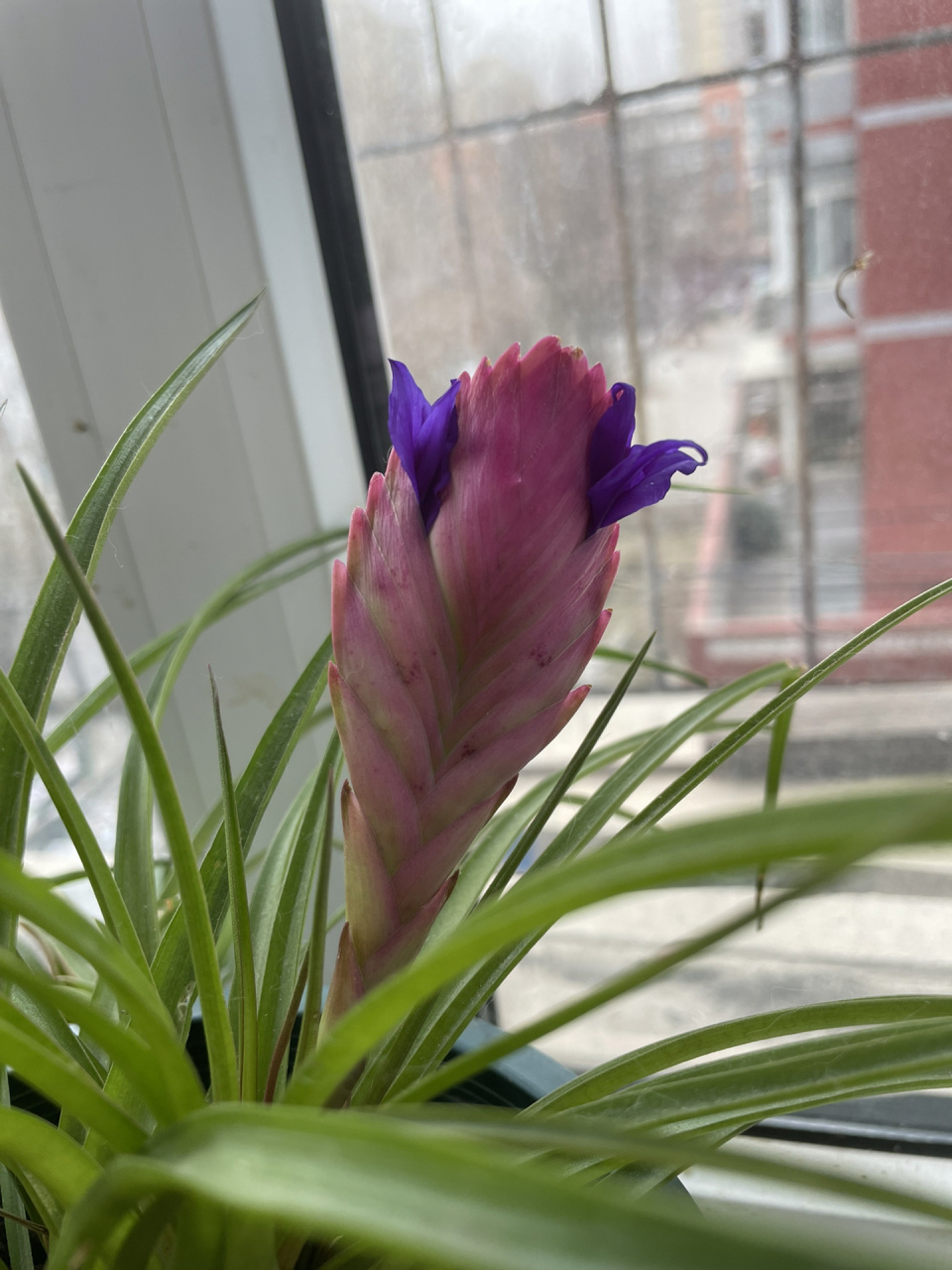 紫花凤梨98 铁兰,又名紫花凤梨. 花语:完美无缺,顽强.