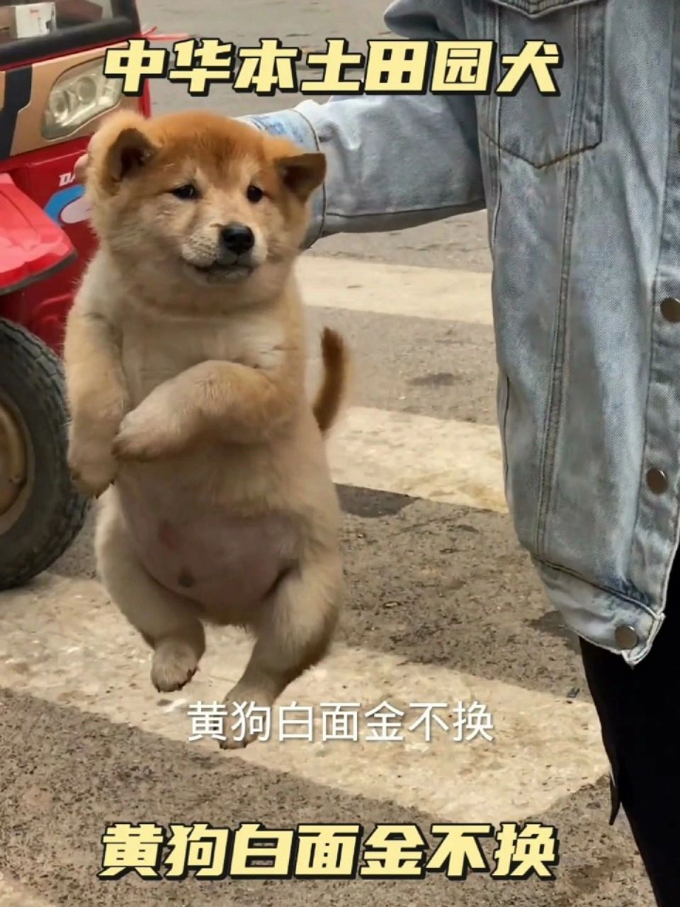 有句俗话说"黄狗白面金不换".