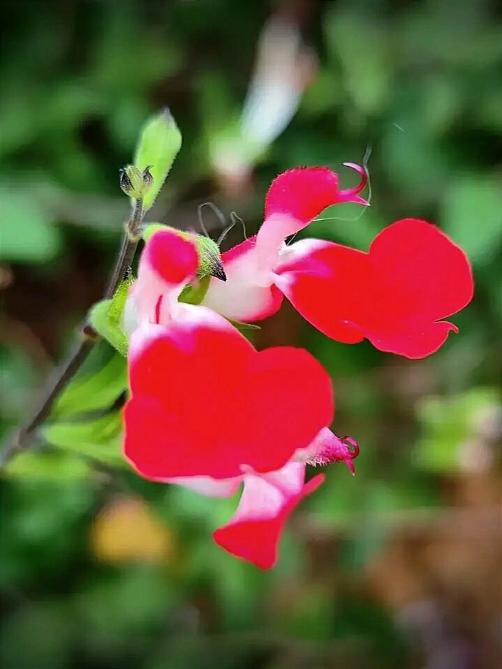 朱唇花,花如其名,像朱唇一般美丽