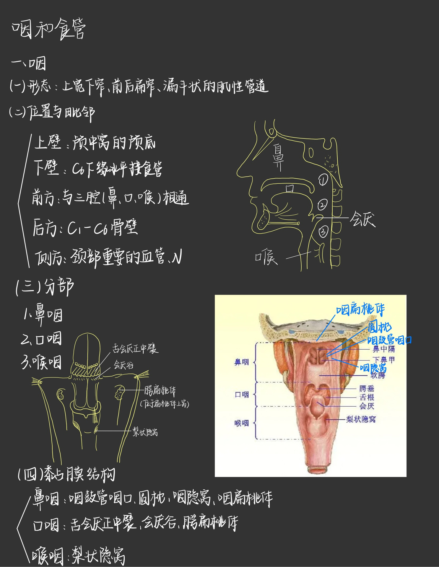 咽解剖图手绘图片