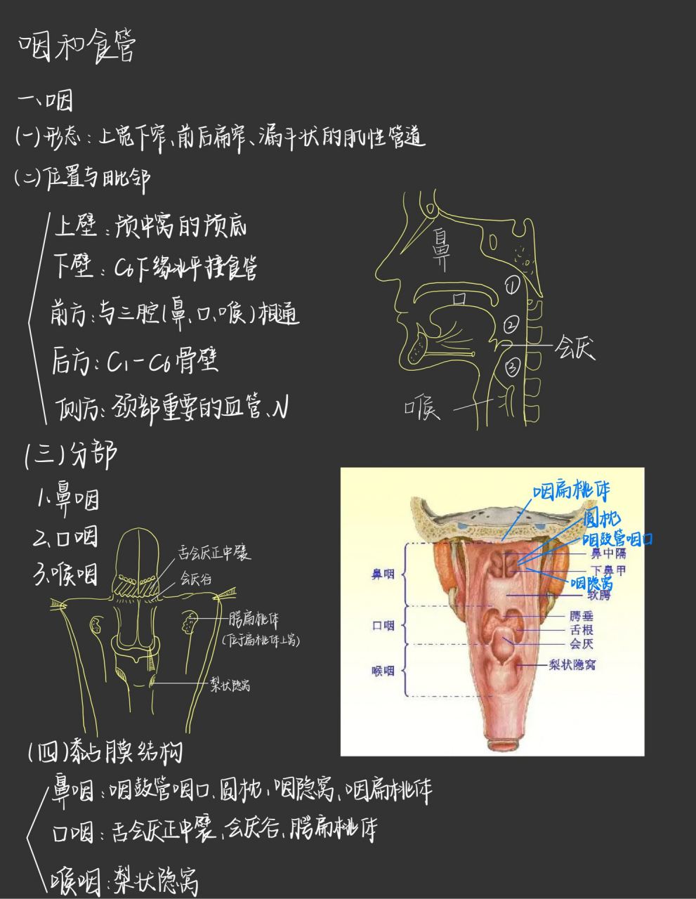 霍琨教授 系统解剖学笔记 day20 咽和食管