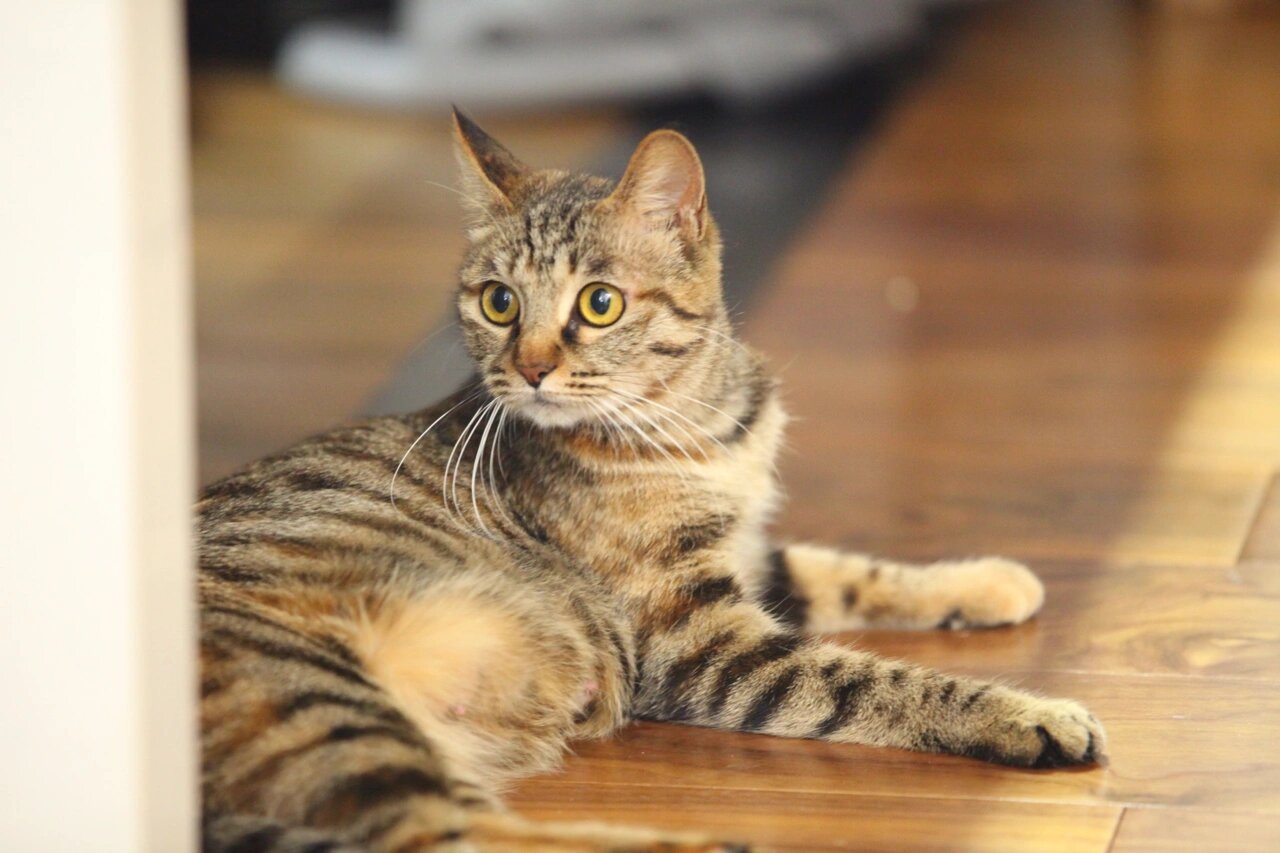 1月11日 北京好性格的金色狸花猫找领养  名字:小五 花色:狸花猫 性别