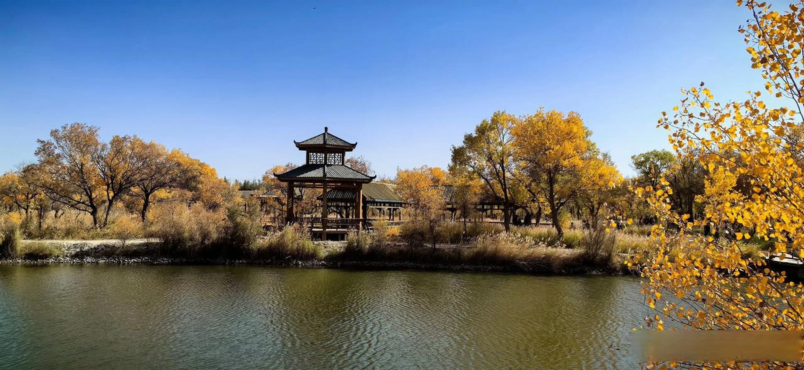 一张图告别十月喀什地区泽普县金湖杨国家森林公园的黄叶,让人们心心