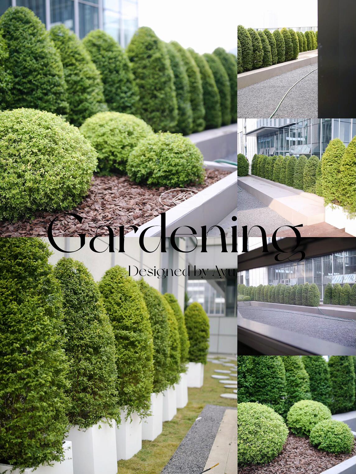 办公室户外花园:低维护灌木花园案例