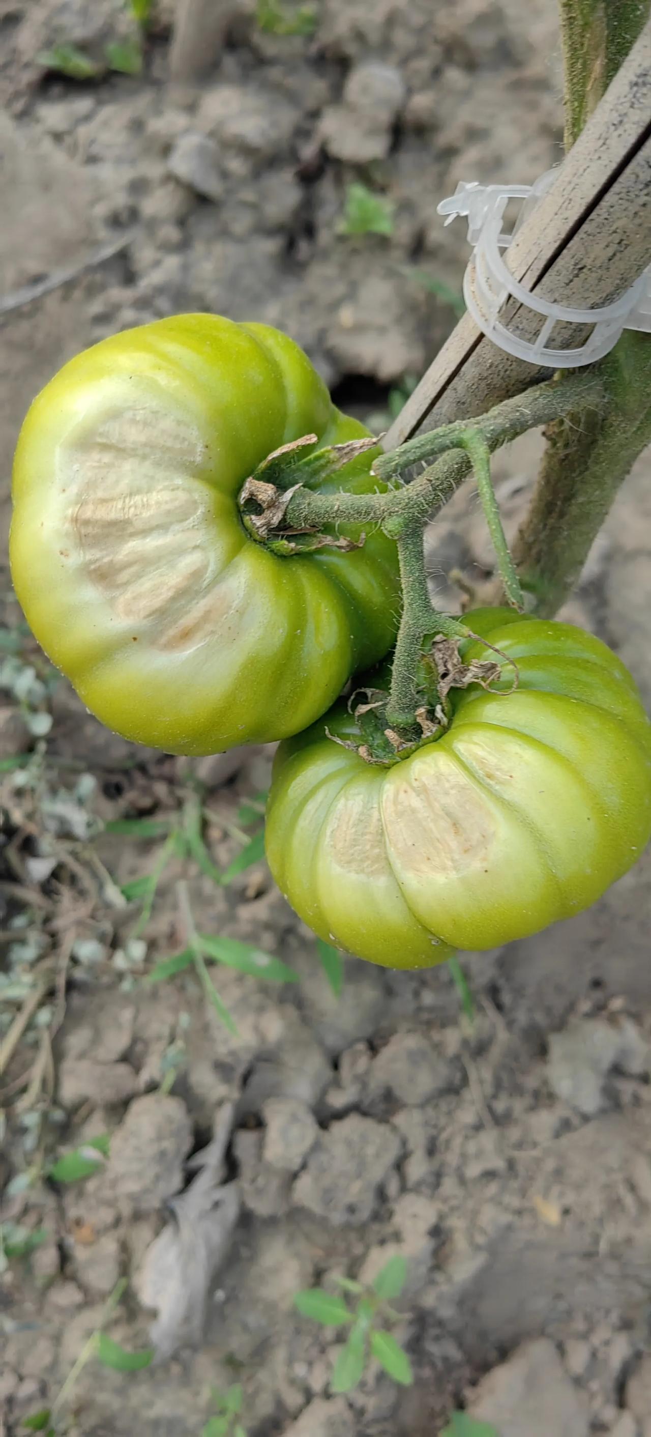 今年感觉又吃不了太多西红柿了.