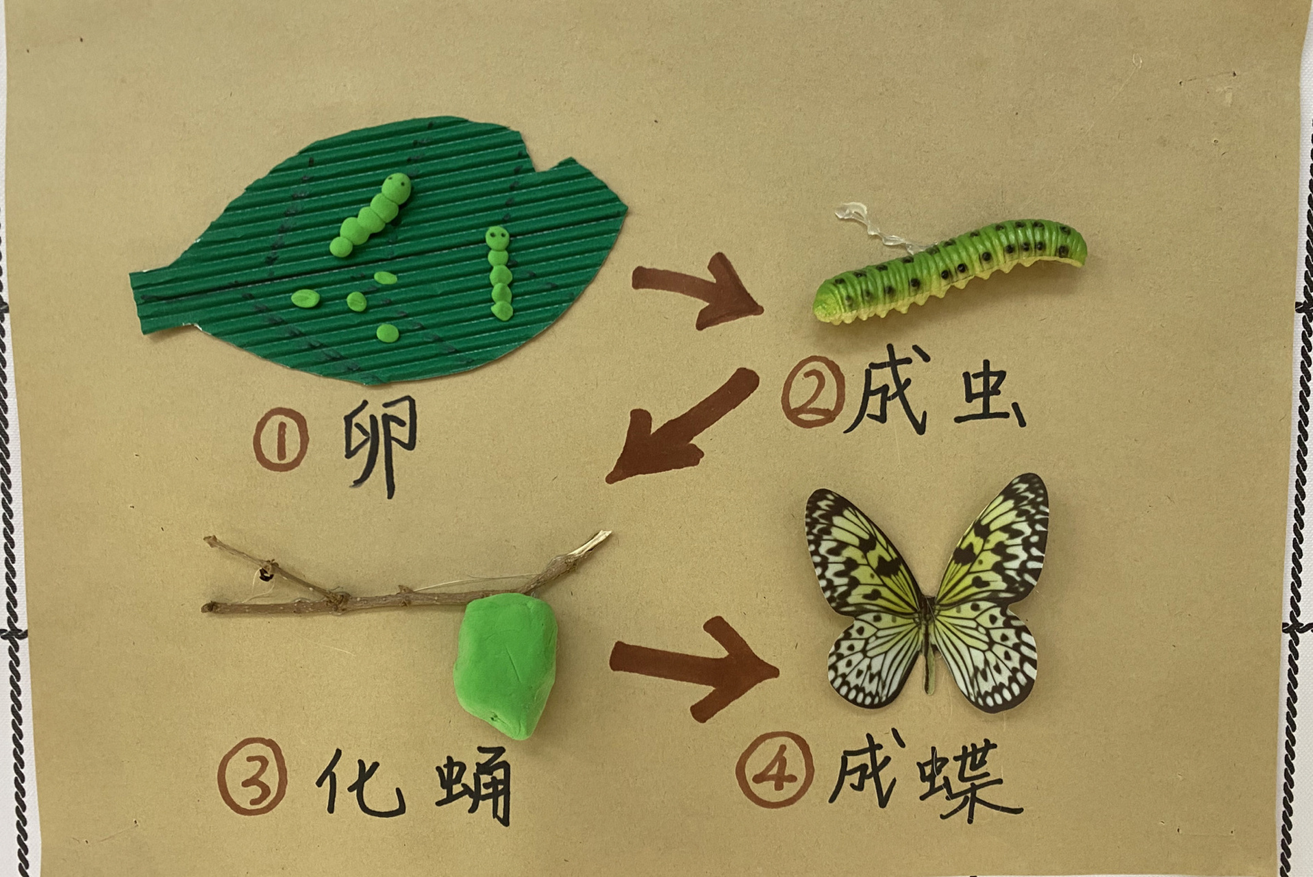 自制毛毛虫变蝴蝶的过程图