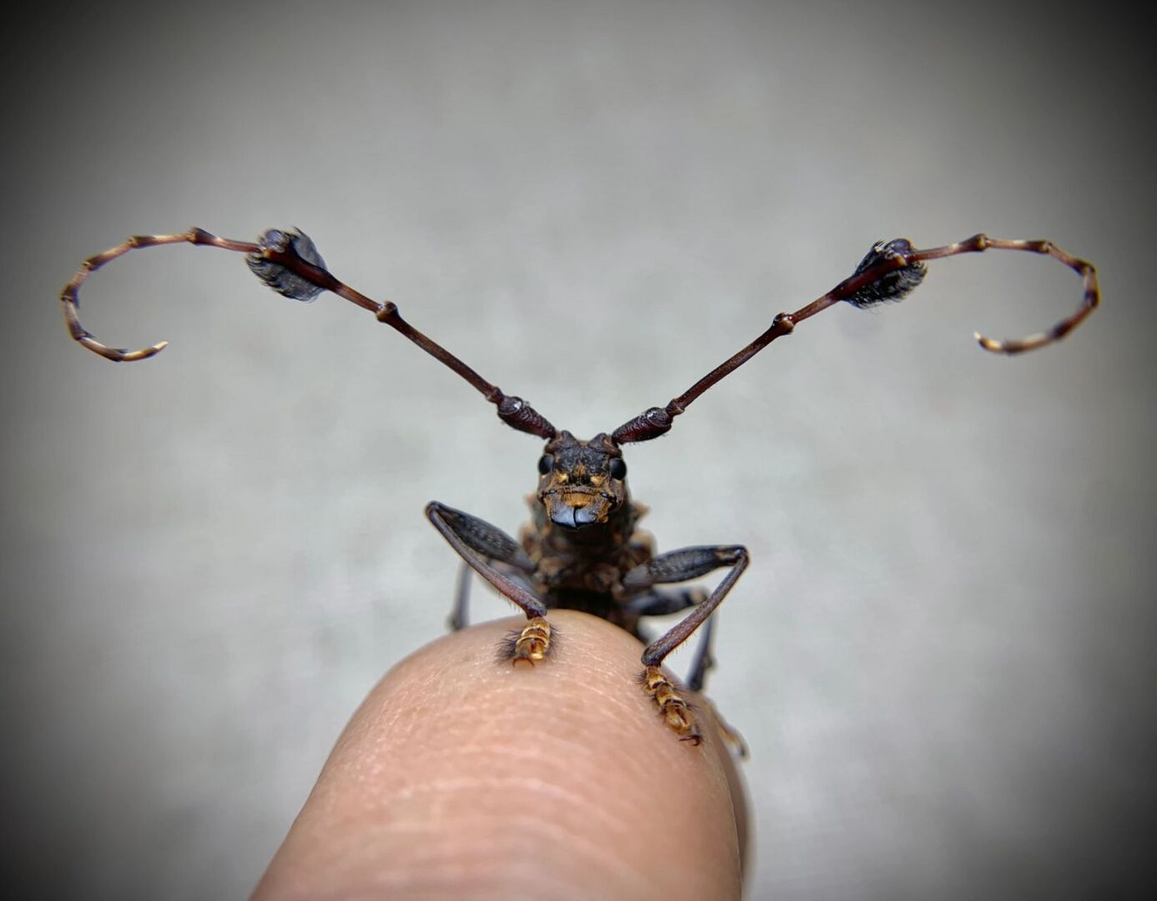 飘逸小辫子～ 某种不知名的天牛,长得挺个性[偷笑]#昆虫# #小辫子