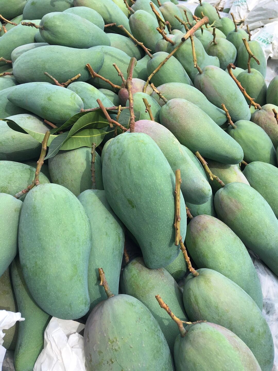 期待已久的攀枝花金煌芒!