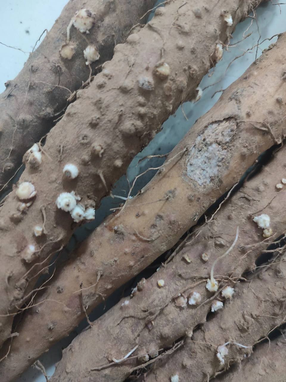 山药这是坏了吗 山药这是坏了吗,客服说晾晒就可以