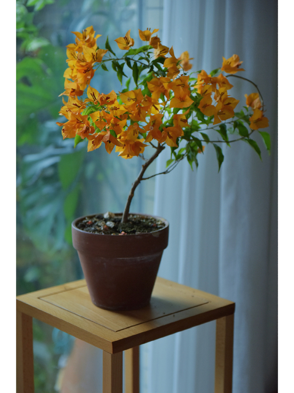 三角梅-橙桑巴|养在窗台,耐荫开花   和那棵红桑巴一样,一直养在飘窗