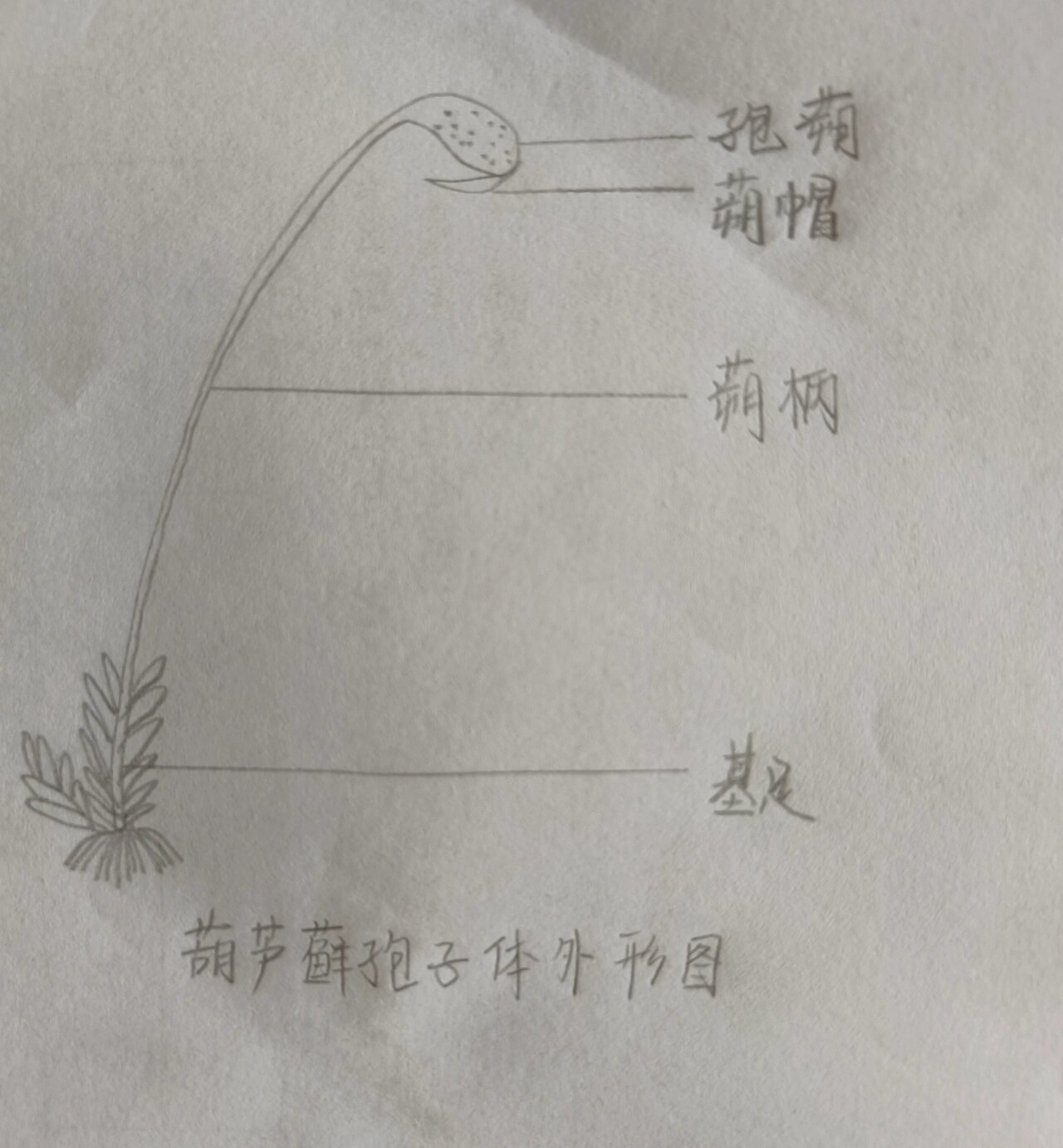 葫芦藓孢子体外形图 蕨的原叶结构图