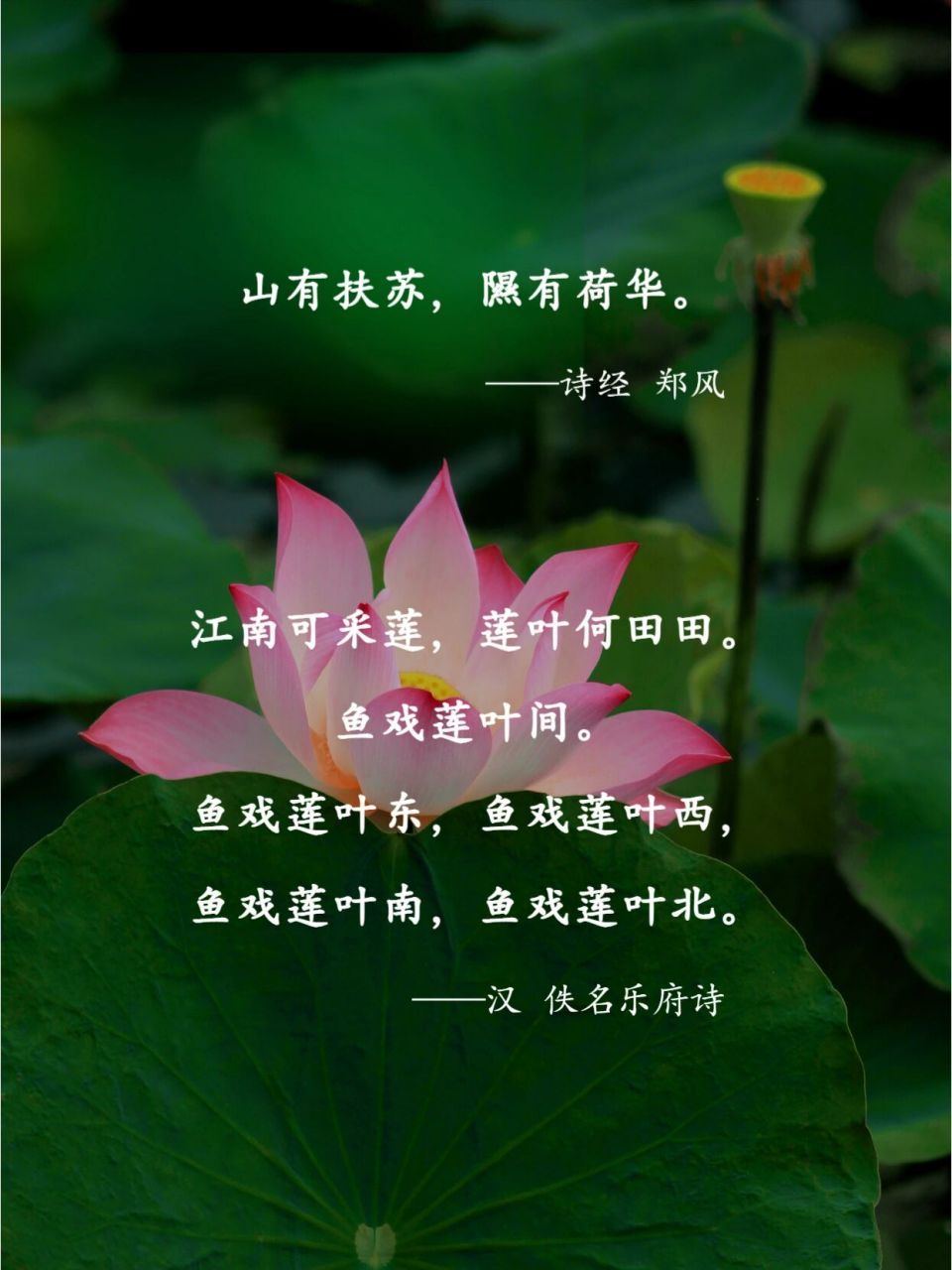 历代文人都爱荷,赏荷,留下了很多描写荷花的诗.