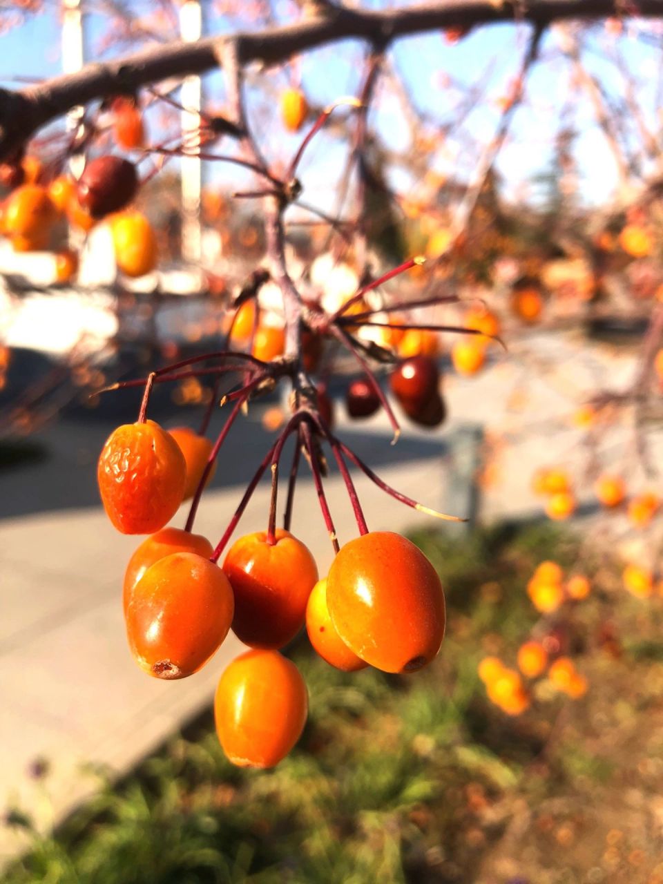秋天的海棠果超可爱 院子里有好多棵海棠树,分不清品种,果实很显眼