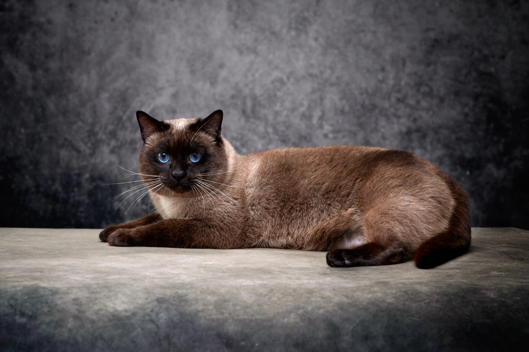 完全体海豹重点色暹罗猫你能接受吗?