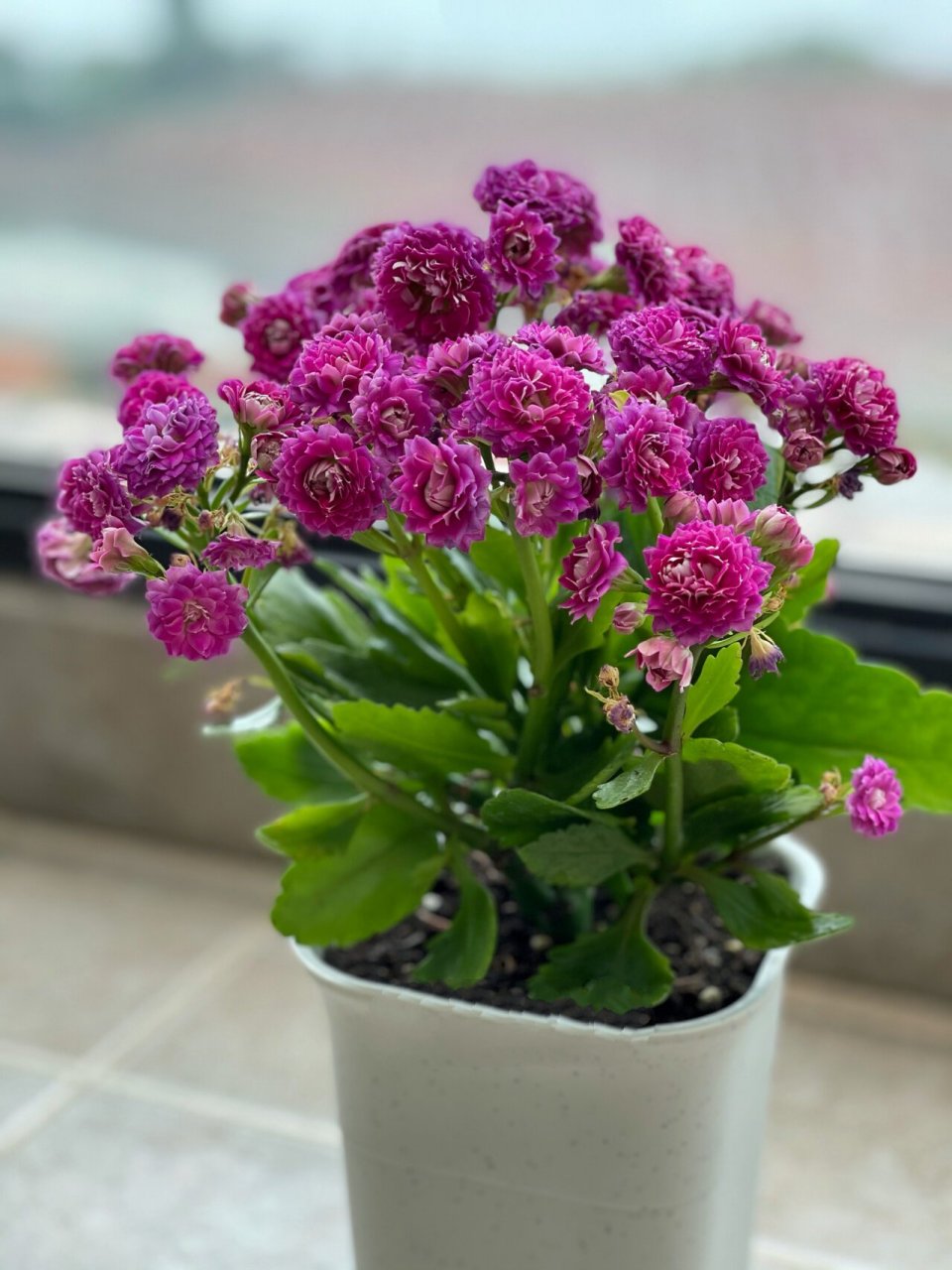 发现开败的长寿花丽娜更美 到老人家里发现这盆即将开败的丽娜竟然