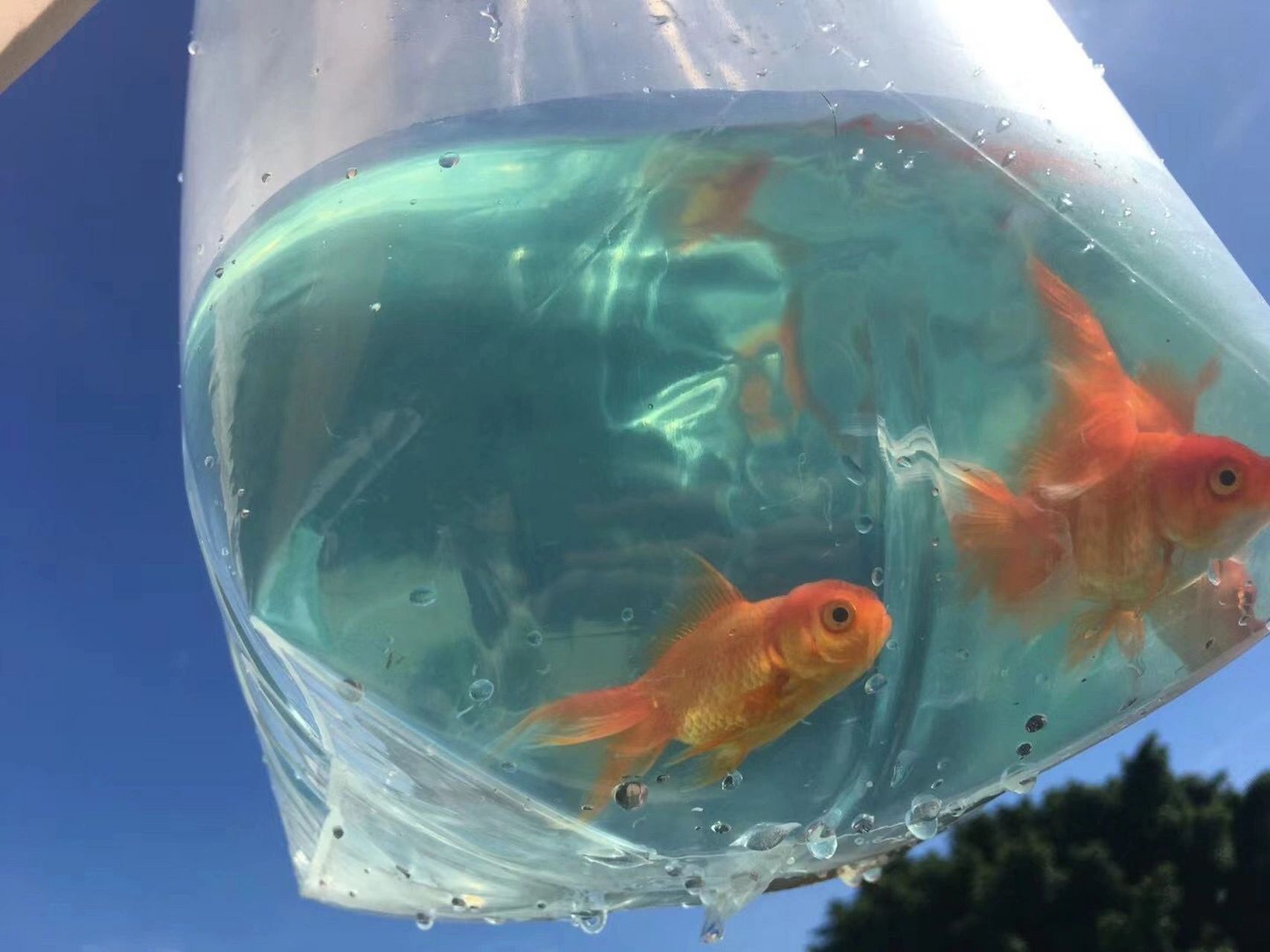 新手养鱼之养鱼开缸穷三代 大家好,我是个养鱼新人 饲养鱼类:金鱼