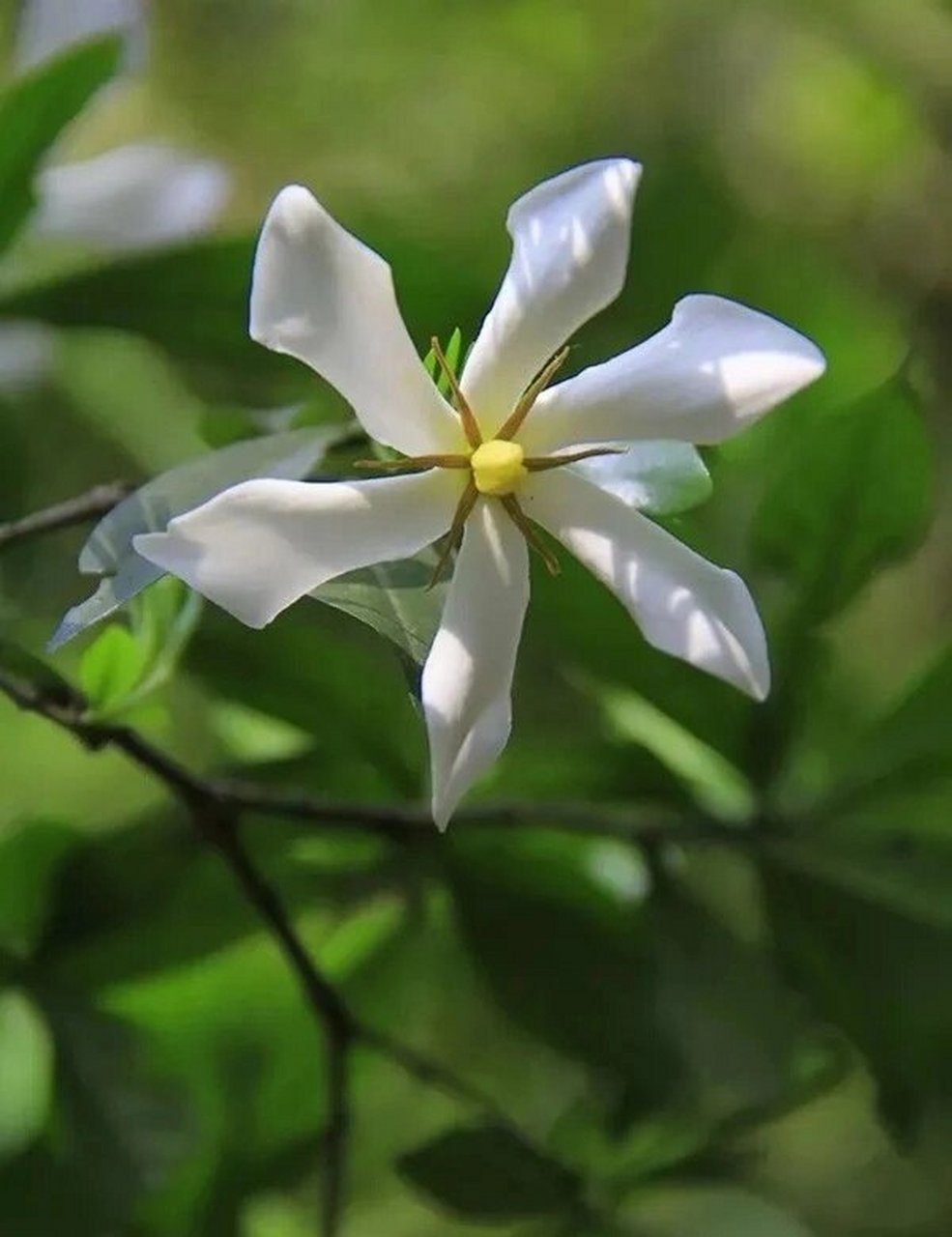 原生中草药材(10)山栀子 归经 归心,肺,三焦经. 性味 苦,寒.