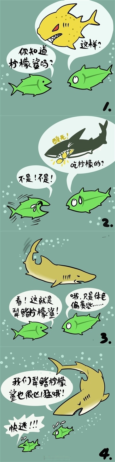 【犁鳍柠檬鲨并不吃柠檬】#漫话海洋# 犁鳍柠檬鲨,又称尖齿柠檬鲨,为