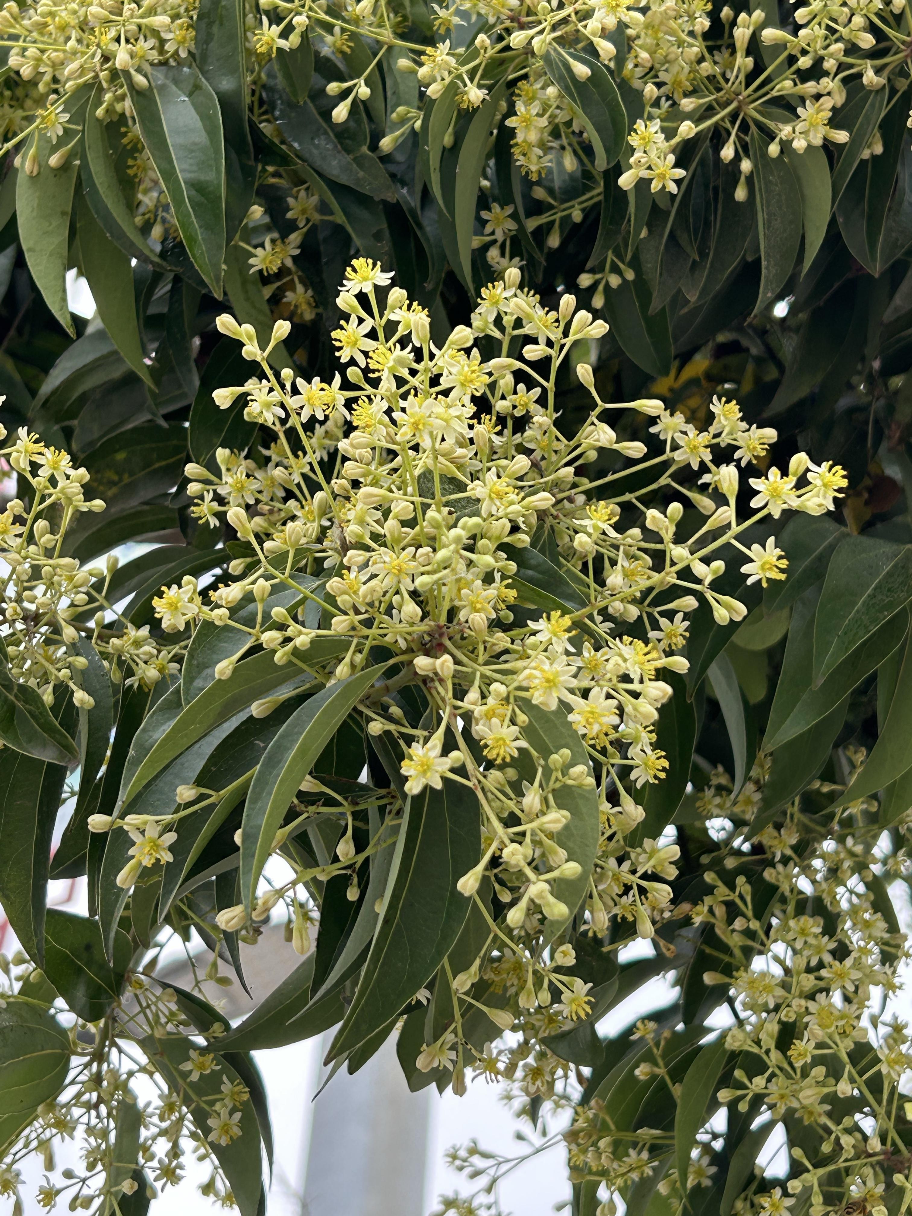 南极水 的想法  香樟花