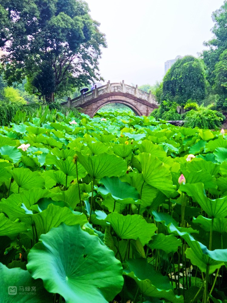 昆山花桥有座靓颜的花溪公园